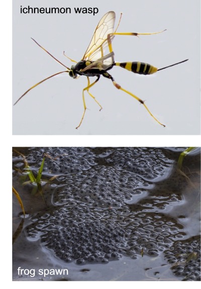Ichneumon wasp